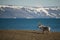 Reindeer standing on shore with mountains behind