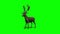 Reindeer stands and looks around - green screen