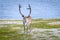 Reindeer in summer in arctic Norway