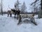 Reindeer team in the far north. Team. Northern horned animals.