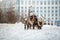 Reindeer team in Norilsk city