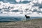 Reindeer on top of a mountain in finnish Lapland