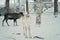 Reindeer walking in its snowy corral, pen or enclosure in Lapland, Finland. Corral is fenced with wooden fence and has many trees