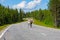 Reindeer walking on main road