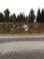 Reindeer walking on the road side.