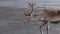 A reindeer walks next to the photographer.