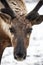 Reindeer with wet fur on its muzzle looks at the camera