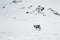 Reindeer in the wild and frozen nature surrounded by snow and hills, Iceland