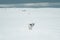 Reindeer in the wild and frozen nature surrounded by snow and hills, Iceland