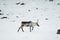 Reindeer in the wild and frozen nature surrounded by snow and hills, Iceland