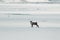 Reindeer in the wild and frozen nature surrounded by snow and hills, Iceland