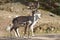 Reindeers at the Arctic Circle