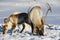 Reindeers graze in deep snow in natural environment in Tromso region, Northern Norway.