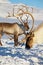 Reindeers graze in deep snow in natural environment in Tromso region, Northern Norway.