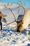 Reindeers graze in deep snow in natural environment in Tromso region, Northern Norway.