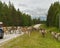 Reindeers hamper traffic on northern road in Lapland. Suomi