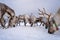 Reindeers looking for food in winter