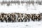 Reindeers migrate for a best grazing in the tundra