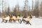 Reindeers migrate for a best grazing in the tundra