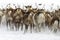 Reindeers migrate for a best grazing in the tundra nearby of polar circle in a cold winter day