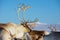 Reindeers in natural environment with a deep blue sky at the background in Tromso region, Northern Norway.