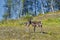 Reindeers in natural environment, Roros region