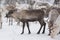 Reindeers in natural environment with snow, Lapland, north Sweden, during winter