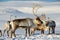 Reindeers in natural environment in Tromso region, Northern Norway.