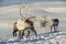 Reindeers in natural environment, Tromso region, Northern Norway