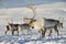 Reindeers in natural environment, Tromso region, Northern Norway