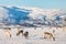 Reindeers in Northern Norway
