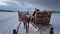 Reindeers pulling sleighs in winter Sami camp