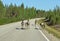 Reindeers Rangifer tarandus with cubs are running along middle of roadway