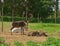 Reindeers Rangifer tarandus lie on potato field. Lapland. Suomi