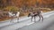 Reindeers on the road, forest in the background