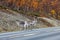Reindeers on the road, forest in the background, Lapland