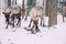 Reindeers in a winter forest in Lapland. Finland