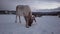 Reindeers in winter Sami camp