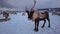 Reindeers in winter Sami camp