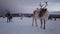 Reindeers in winter sami camp