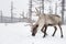 Reindeers. Winter. Yakutia.