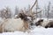 Reindeers. Winter. Yakutia.