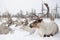 Reindeers. Winter. Yakutia.