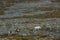 Reindeers in Yllas Pallastunturi National Park, Lapland, northern Finland