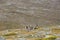 Reindeers in Yllas Pallastunturi National Park, Lapland, northern Finland