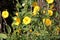 Reinwardtia indica, Yellow Flax, Pyoli