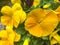 Reinwardtia indica, yellow flax or pyoli