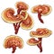 Reishi Ganoderma lucidum mushroom set. Colored vector illustration of mushrooms on white background.