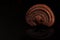 Reishi , lingzhi or Ganoderma lucidum mushroom isolated on black background