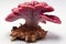 Reishi Mushroom on white background